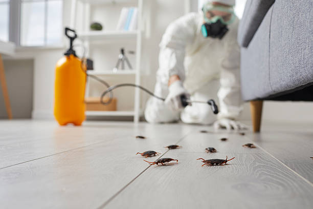 Commercial Kitchen Cockroach Control in Detroit Lakes